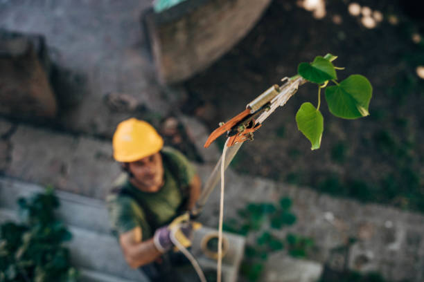 Best Storm Damage Tree Cleanup  in Beckett, NJ